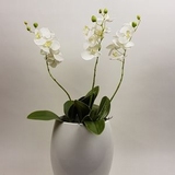 Vaas met 3 orchideeen